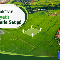 Arsa